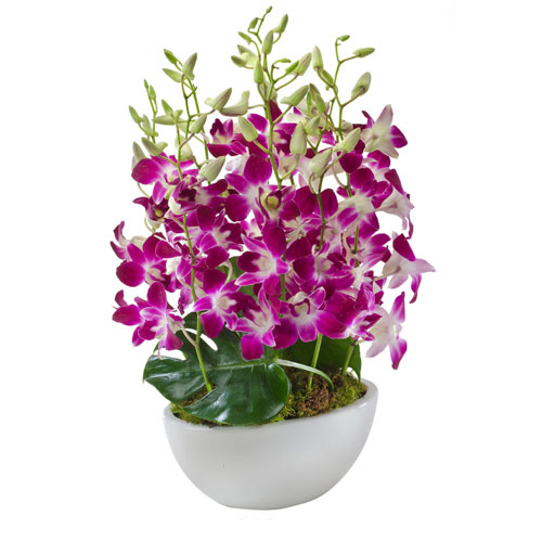 flowers-florists-gold-coast-elle-sa95.jpg flowers-florists-gold-coast-elle-sa95.jpg