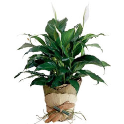living-plants-gold-coast-madonna.jpg living-plants-gold-coast-madonna.jpg